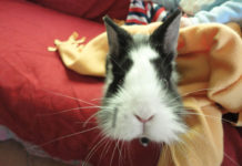 Le vaccinazioni del coniglio 1470 0 Le vaccinazioni del coniglio